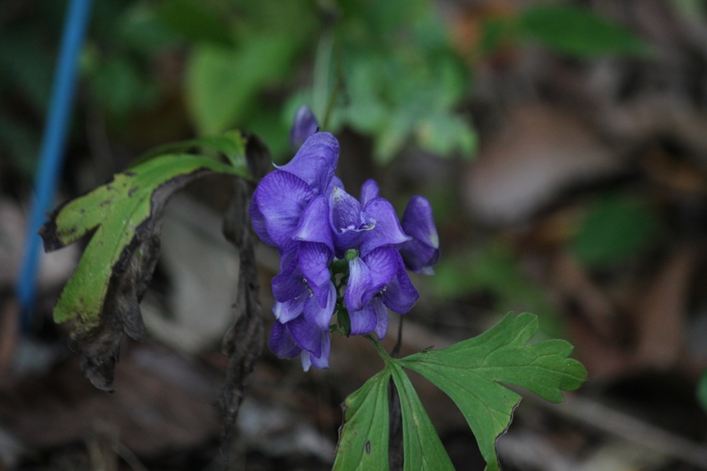 ツクバトリカブト