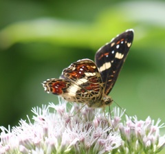 サカハチチョウ