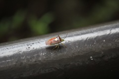 エサキモンキツノカメムシ