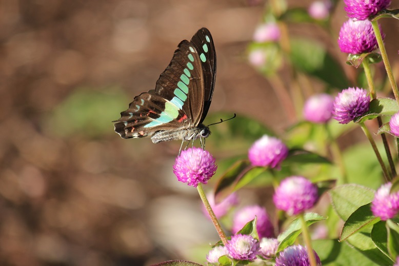 アオスジアゲハ
