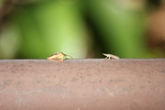 出会ってしまった2人