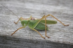 キリギリス