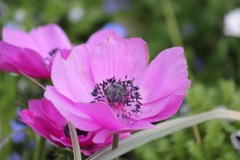 アネモネ