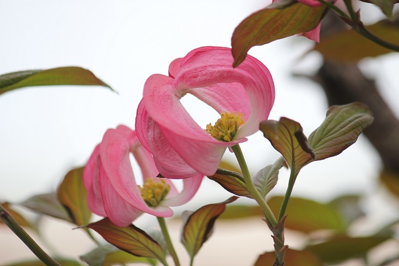 ハナミズキの花