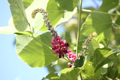 葛の花