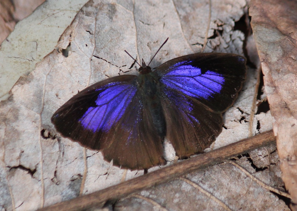 ムラサキツバメ