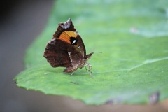 イカリモンガ