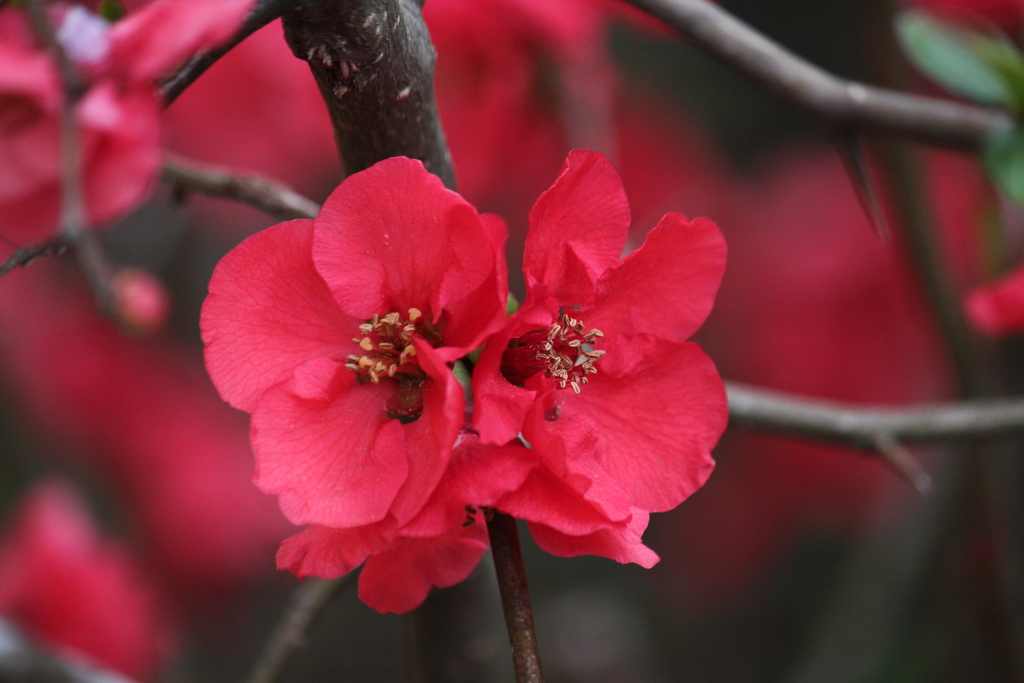 ボケの花