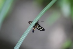 カノコガ