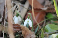 スノードロップ