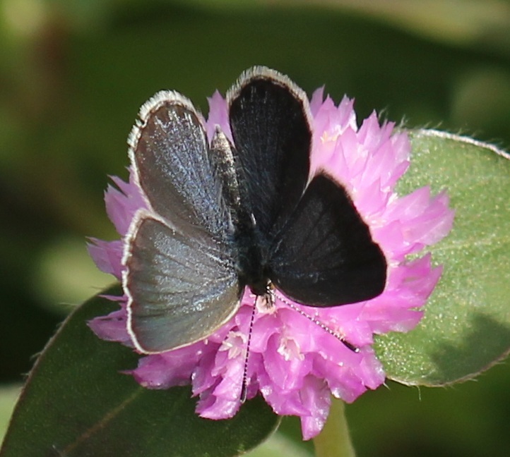 ヤマトシジミ　メス