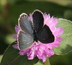 ヤマトシジミ　メス