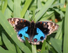 アオタテハモドキ