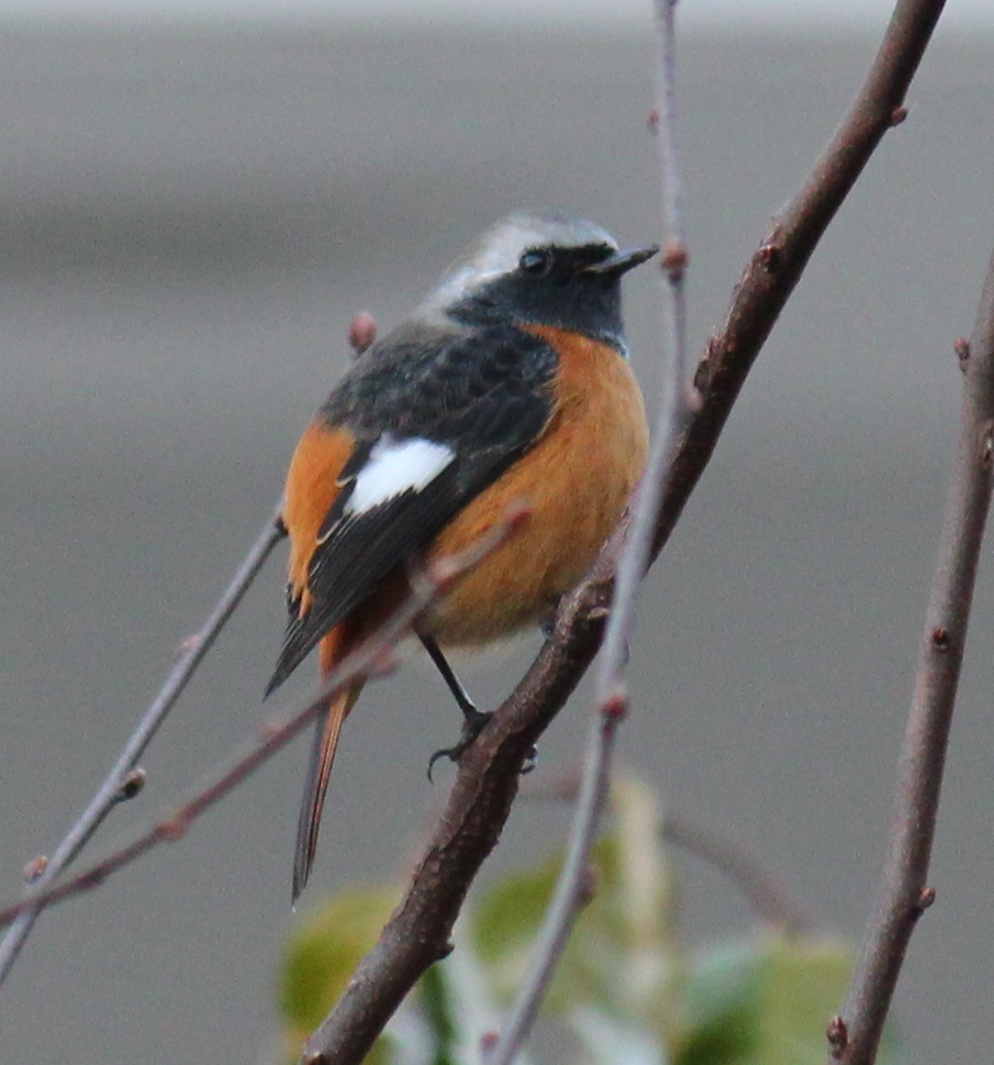 ジョウビタキ　オス