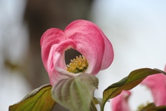ハナミズキの花