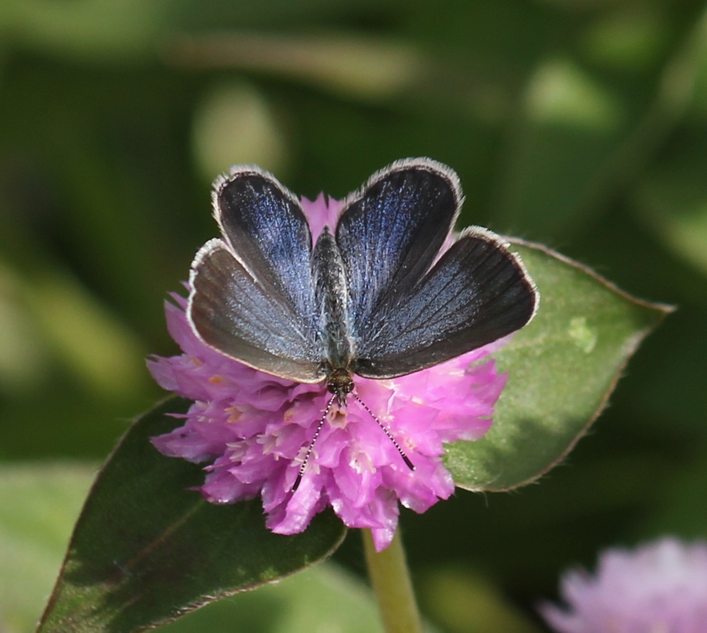 ヤマトシジミ　メス