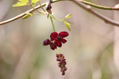 ミツバアケビの花