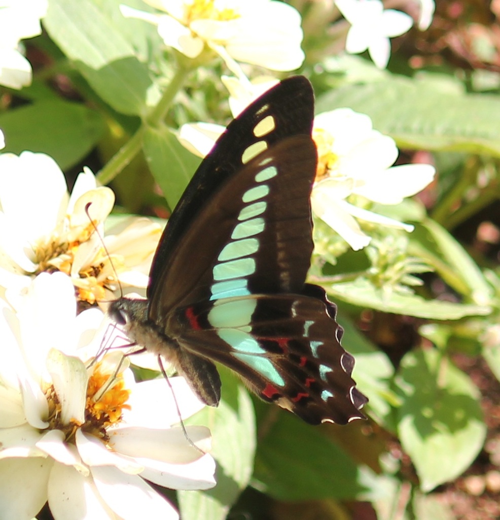 アオスジアゲハ