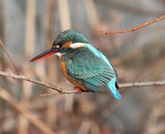 カワセミの姫ちゃん
