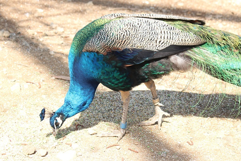 クジャク　多摩動物園