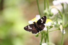 ダイミョウセセリ