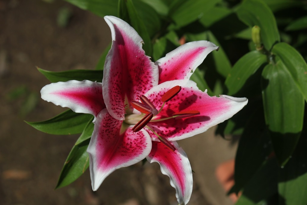 百合