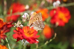 ミドリヒョウモン