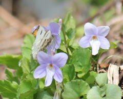 ツマキチョウのオス（証拠写真程度）