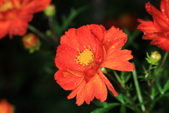 夜の花