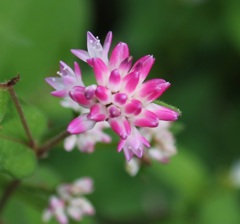 赤いミゾソバの花