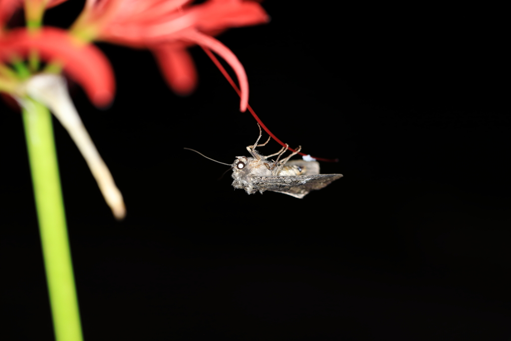 夜の虫