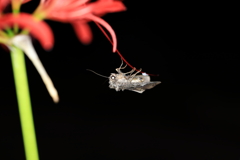 夜の虫