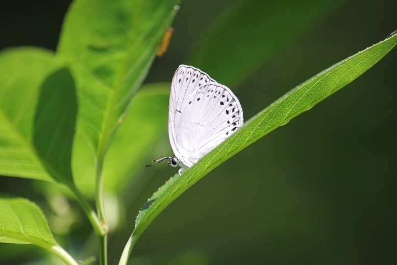 ウラゴマダラシジミ