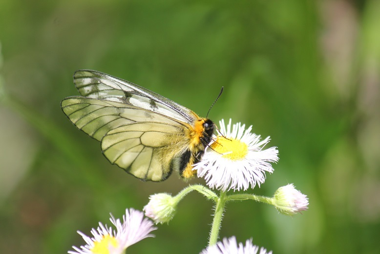 ウスバシロチョウ