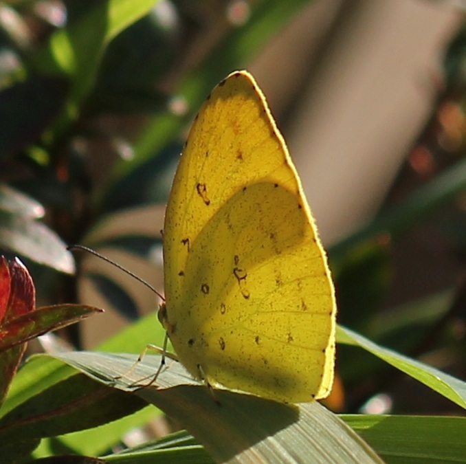 越冬キタキチョウ