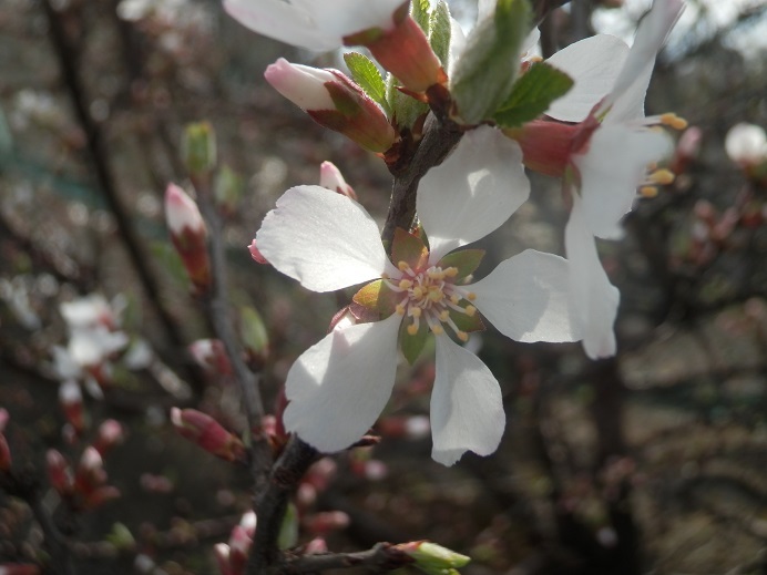 桜