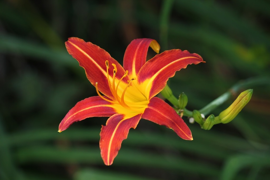 百合