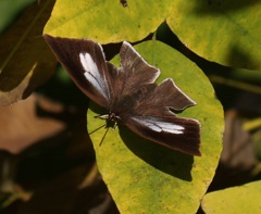 ウラギンシジミ　メス