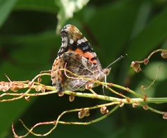 アカタテハ