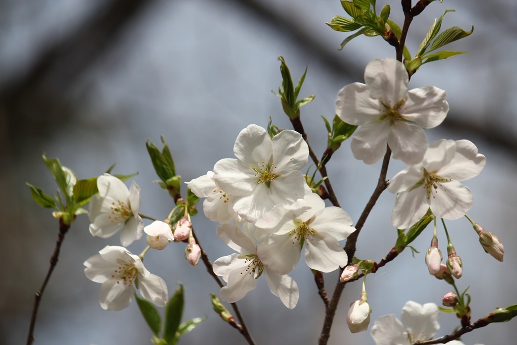 桜