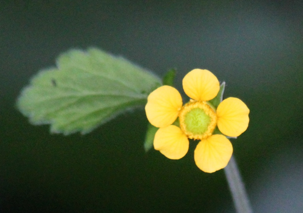 ダイコンソウの花