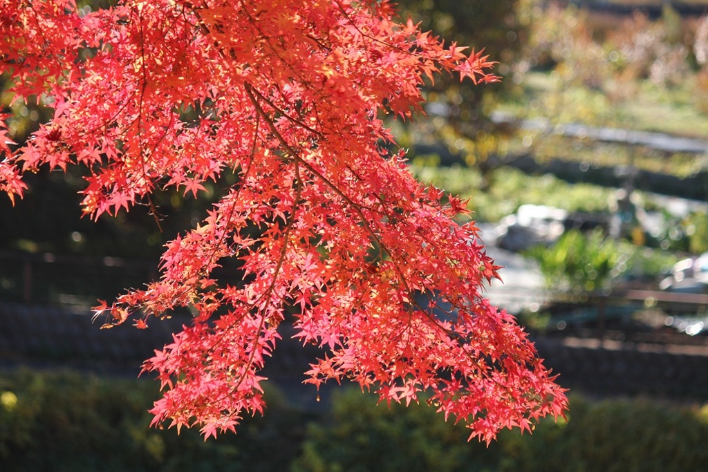 紅葉