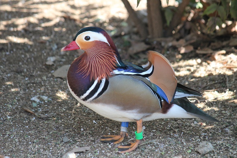オシドリ　　オス　多摩動物園