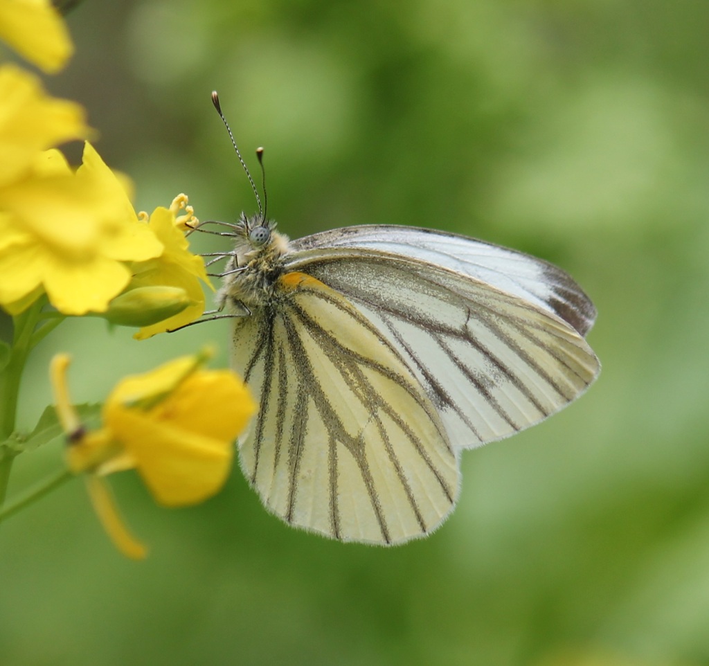 スジグロシロチョウ