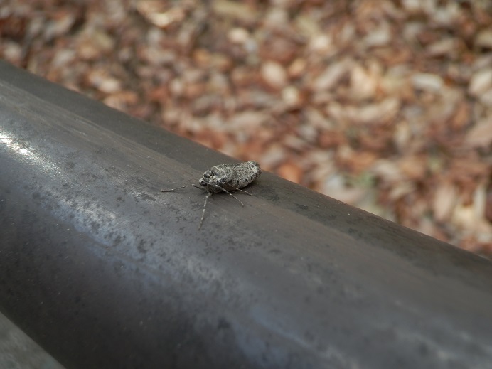 フユシャク　♀