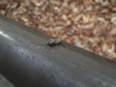 フユシャク　♀