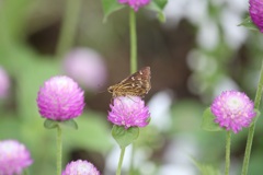 コチャバネセセリ