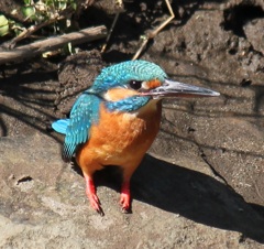カワセミ
