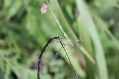 オオアオイトトンボ