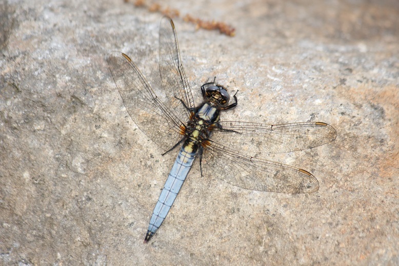 シオヤトンボ　オス